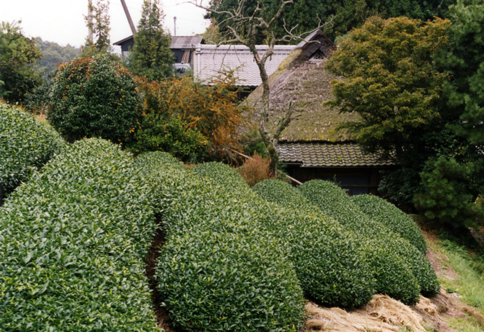 関西の茅葺民家 75