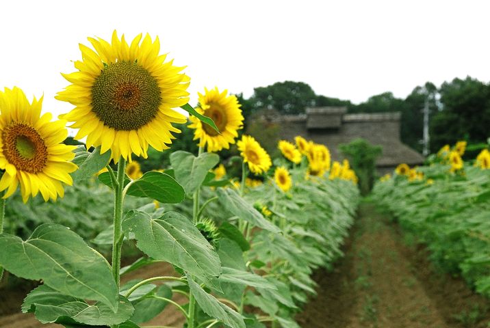 関東の茅葺民家 16