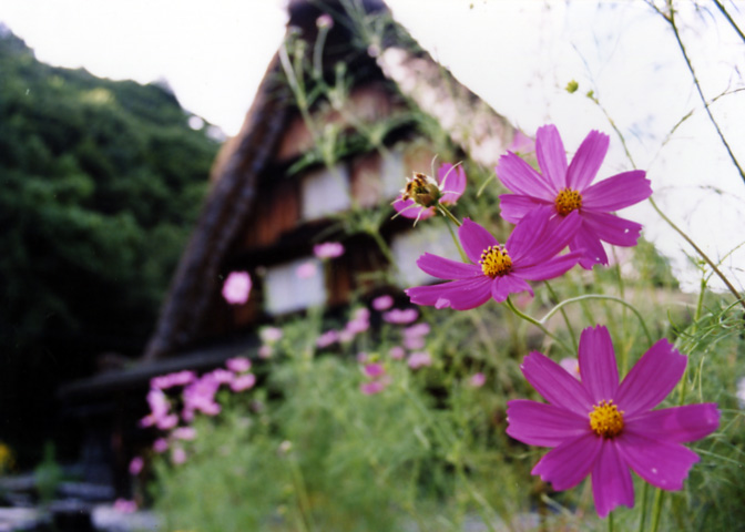 中部・北陸の茅葺民家 30