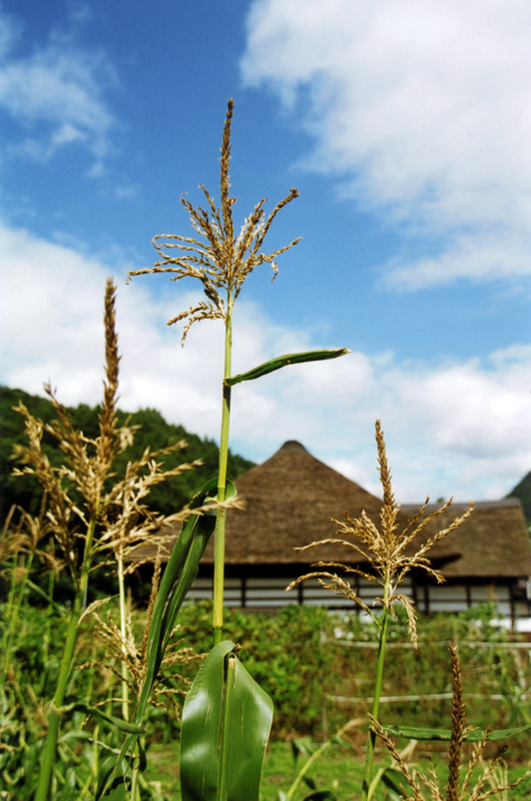 東北の茅葺民家 23