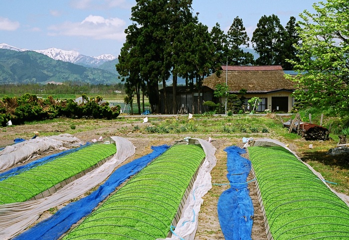 東北の茅葺民家 54